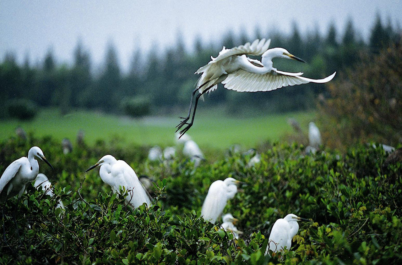 深圳沙河高尔夫球会