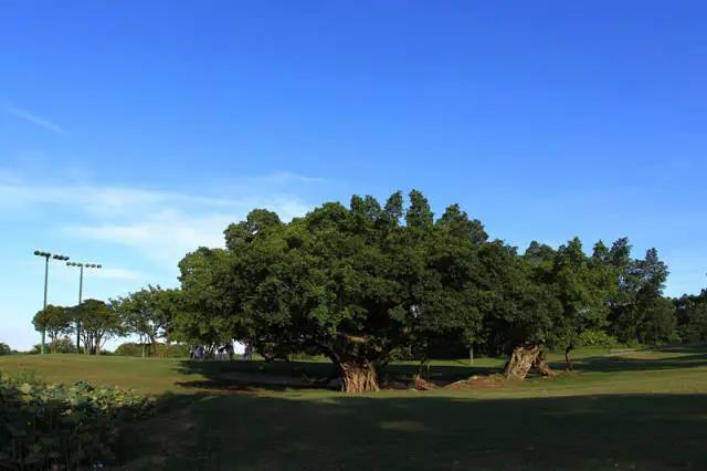 东方厦门高尔夫球会