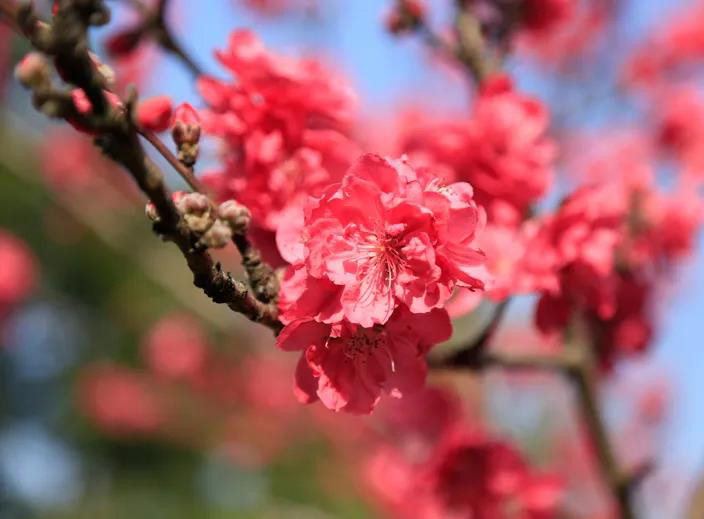 湖南常德桃花源高尔夫套票