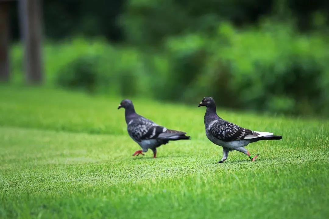 武汉金银湖高尔夫球会