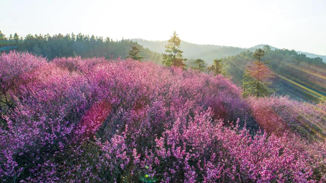 银杏湖高尔夫球会