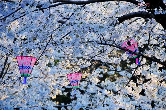日本樱花季--名古屋中部4晚5天3球挥杆之旅