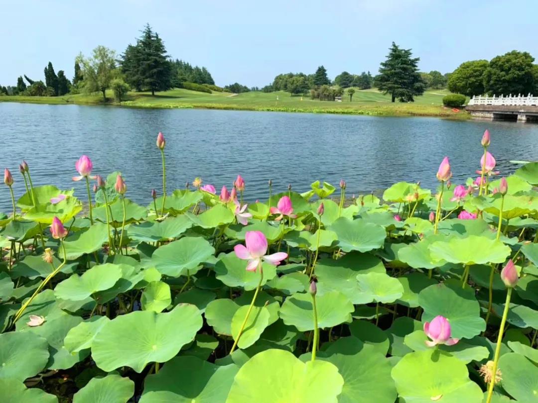 银杏湖高尔夫球会