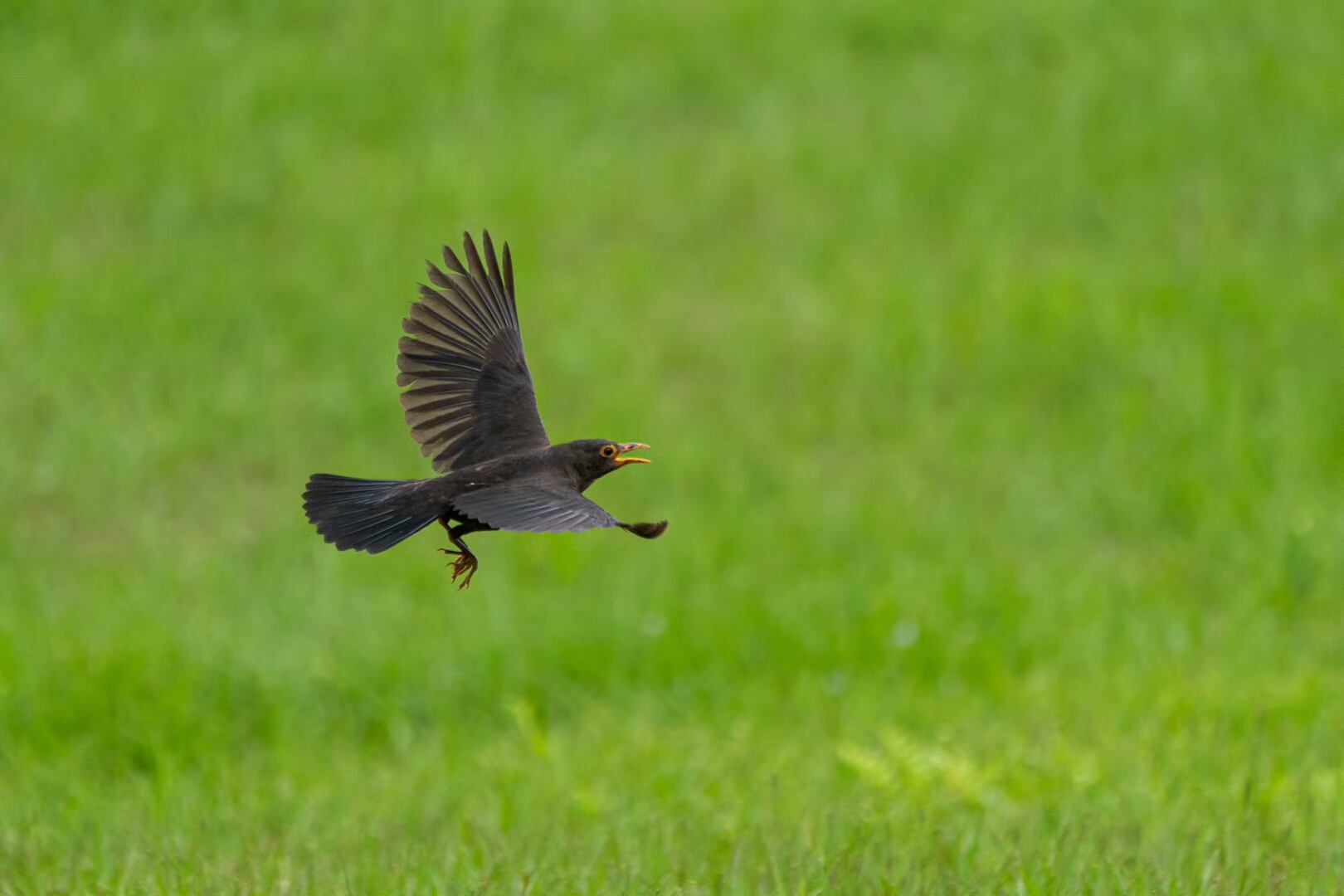 大浩湖高尔夫球会